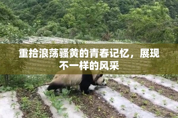 重拾浪荡骚黄的青春记忆，展现不一样的风采