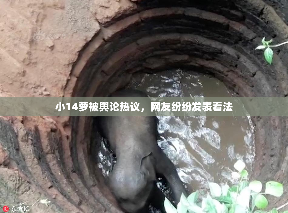 小14萝被舆论热议，网友纷纷发表看法
