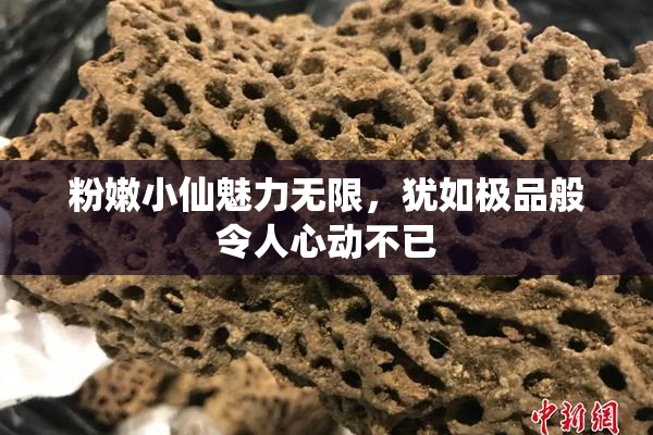 粉嫩小仙魅力无限，犹如极品般令人心动不已