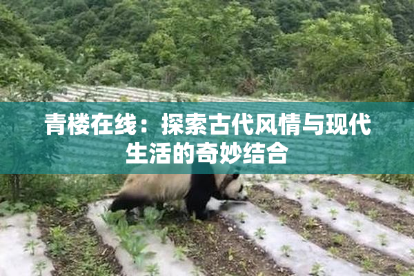 青楼在线：探索古代风情与现代生活的奇妙结合