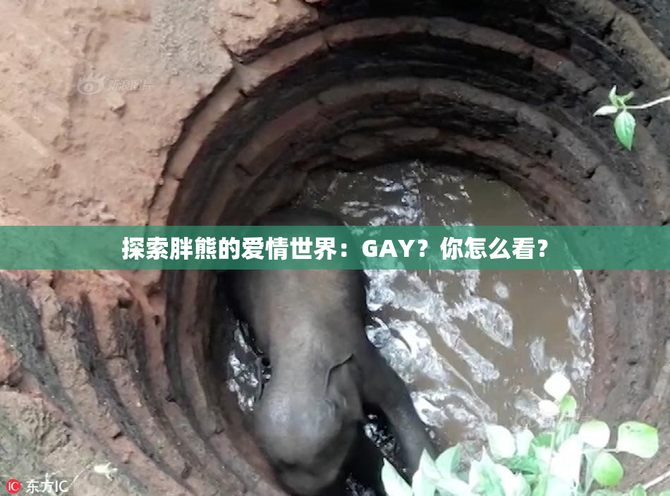 探索胖熊的爱情世界：GAY？你怎么看？