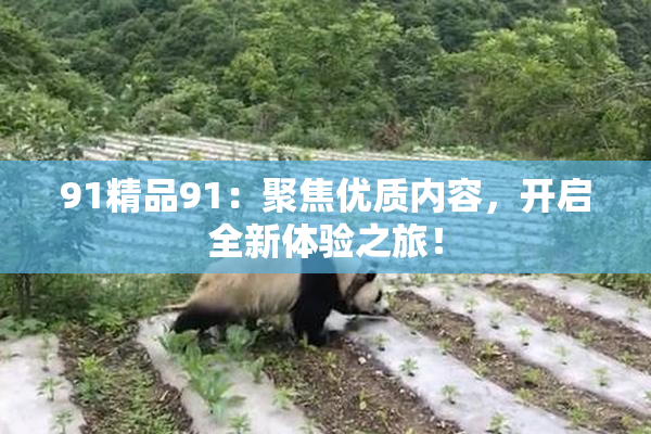 91精品91：聚焦优质内容，开启全新体验之旅！
