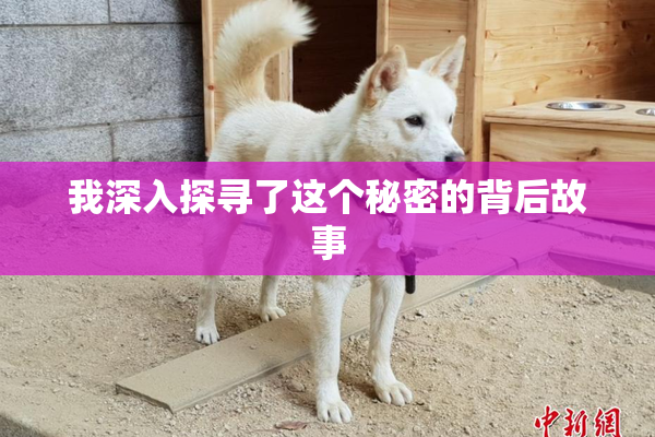 我深入探寻了这个秘密的背后故事