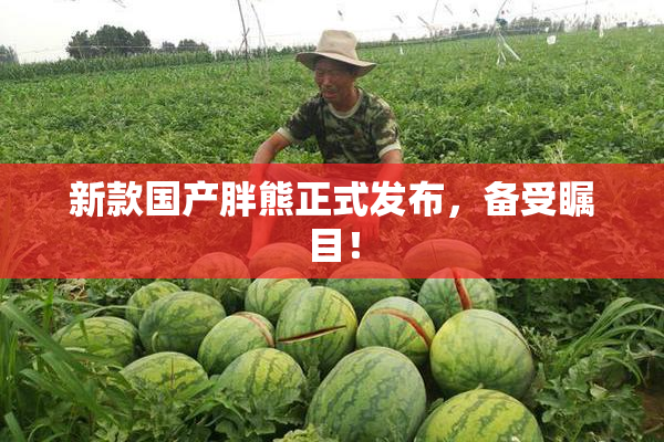 新款国产胖熊正式发布，备受瞩目！