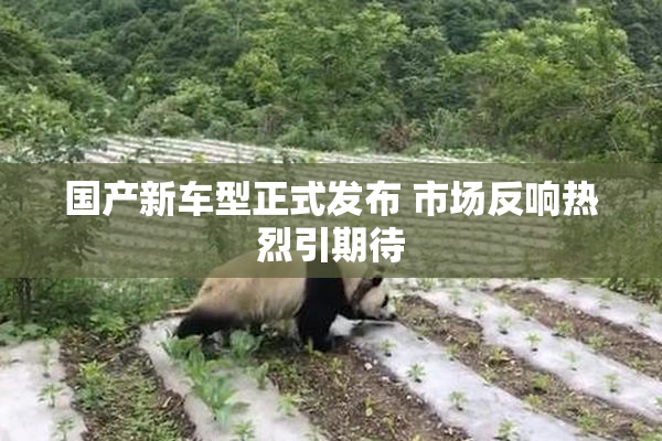 国产新车型正式发布 市场反响热烈引期待