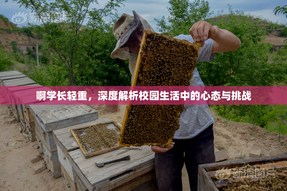 啊学长轻重，深度解析校园生活中的心态与挑战
