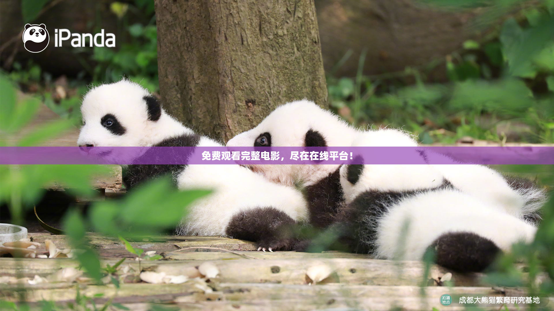 免费观看完整电影，尽在在线平台！