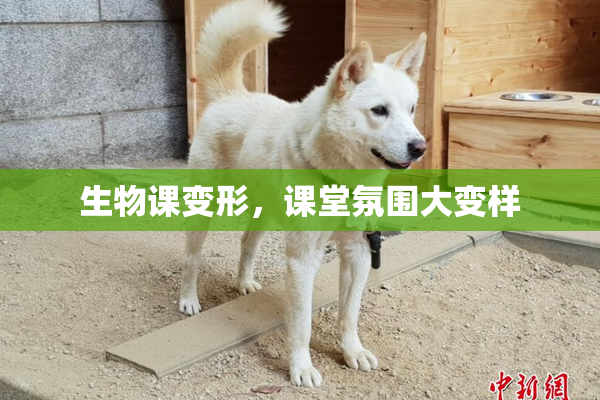 生物课变形，课堂氛围大变样