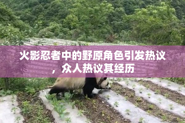 火影忍者中的野原角色引发热议，众人热议其经历