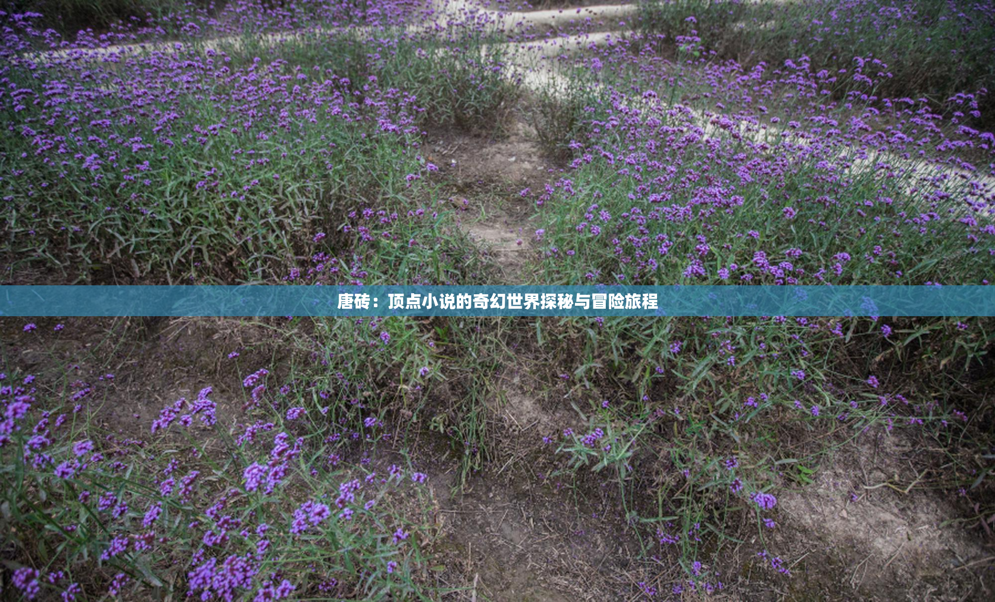 唐砖：顶点小说的奇幻世界探秘与冒险旅程
