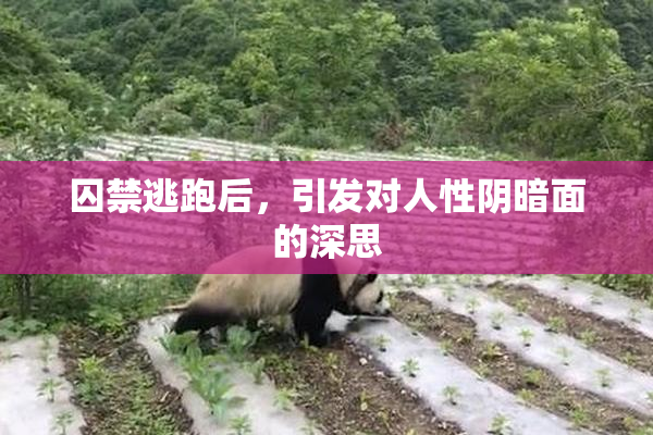 囚禁逃跑后，引发对人性阴暗面的深思