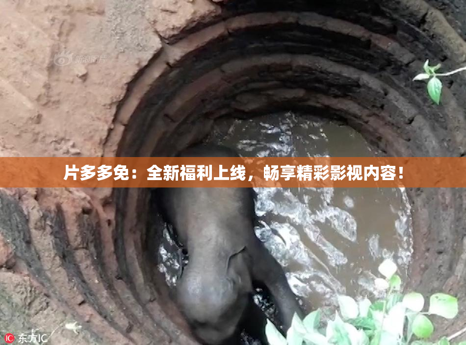 片多多免：全新福利上线，畅享精彩影视内容！