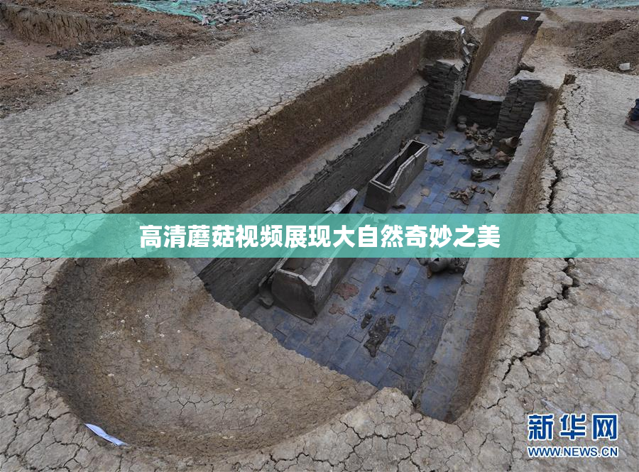 高清蘑菇视频展现大自然奇妙之美