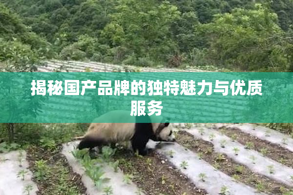 揭秘国产品牌的独特魅力与优质服务