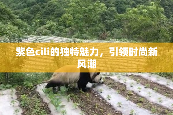 紫色cili的独特魅力，引领时尚新风潮