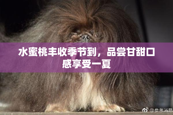 水蜜桃丰收季节到，品尝甘甜口感享受一夏
