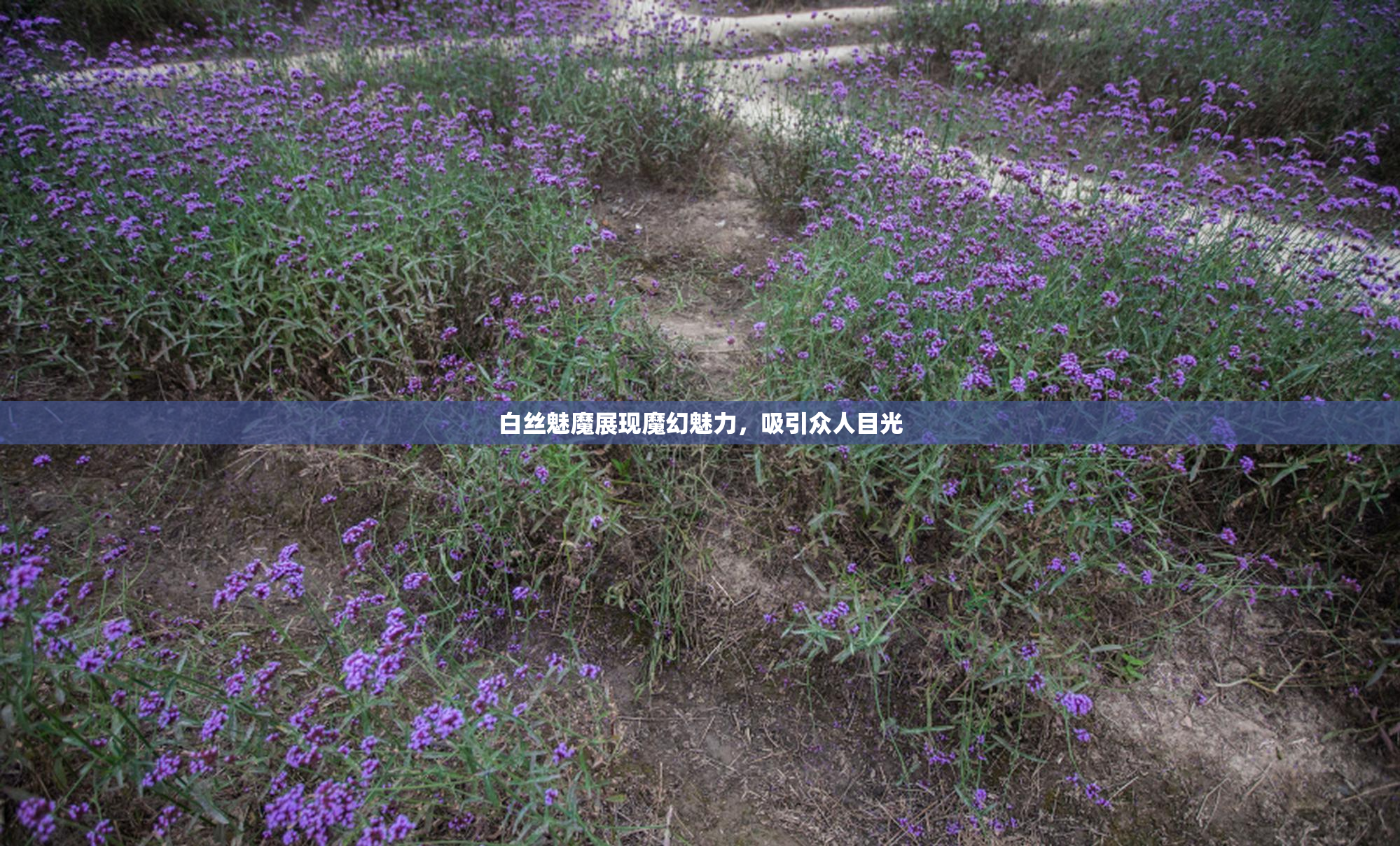 白丝魅魔展现魔幻魅力，吸引众人目光