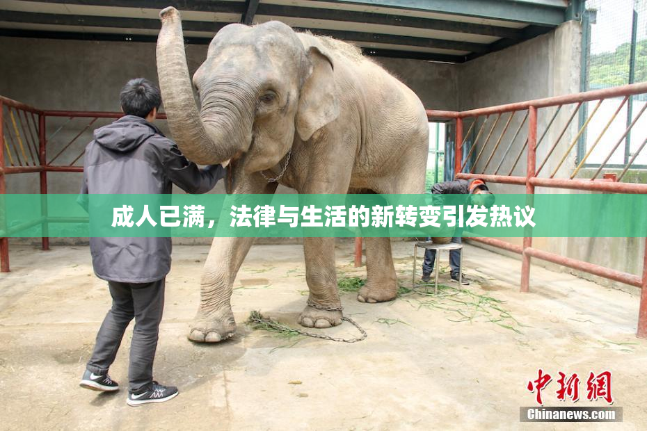 成人已满，法律与生活的新转变引发热议