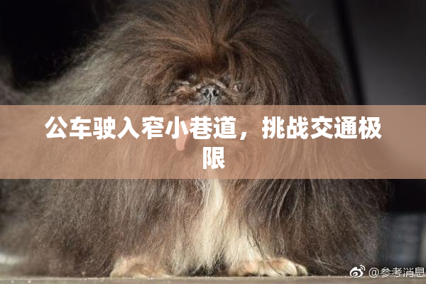 公车驶入窄小巷道，挑战交通极限