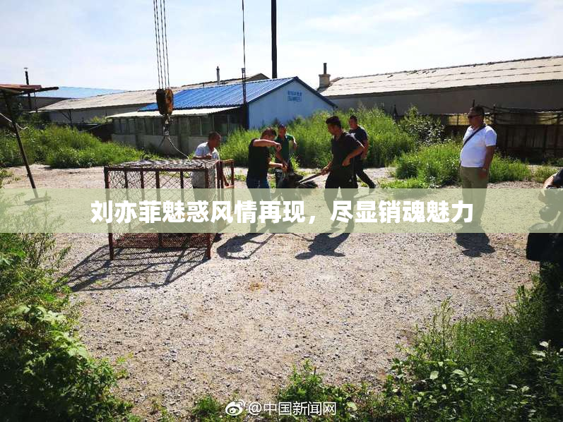 刘亦菲魅惑风情再现，尽显销魂魅力
