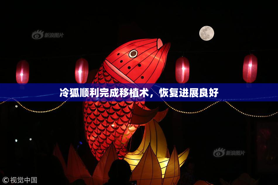 冷狐顺利完成移植术，恢复进展良好
