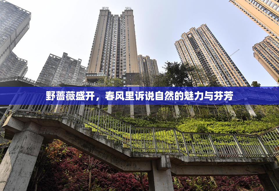 野蔷薇盛开，春风里诉说自然的魅力与芬芳