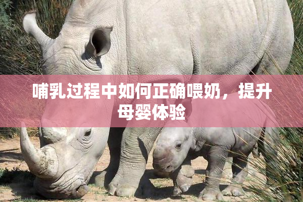 哺乳过程中如何正确喂奶，提升母婴体验