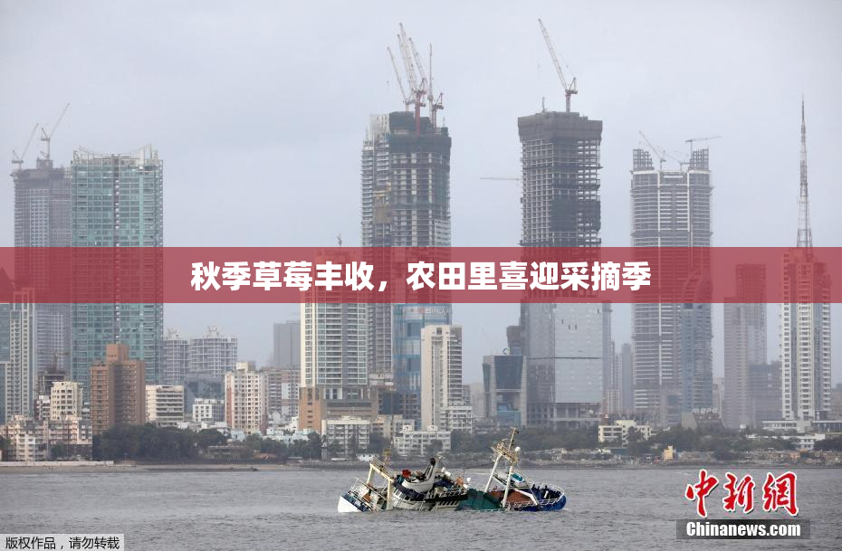 秋季草莓丰收，农田里喜迎采摘季