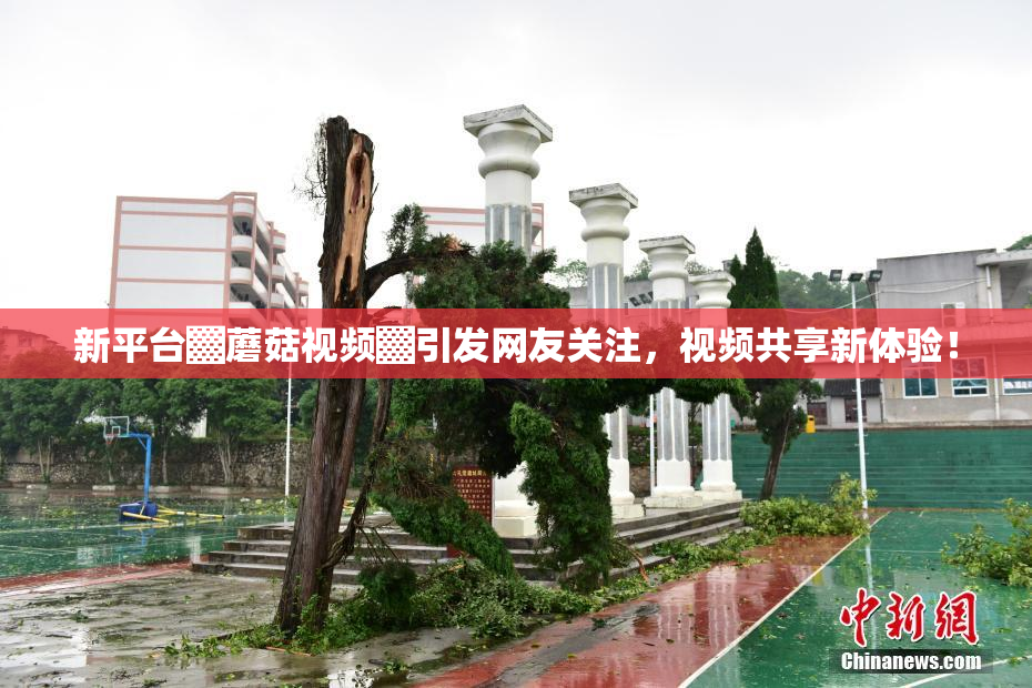 新平台▓蘑菇视频▓引发网友关注，视频共享新体验！