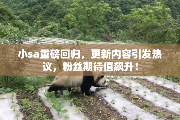 小sa重磅回归，更新内容引发热议，粉丝期待值飙升！