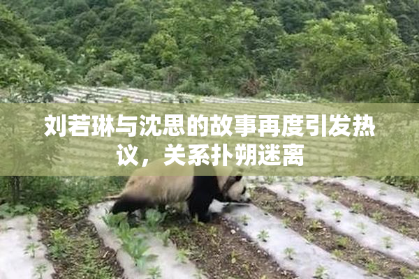 刘若琳与沈思的故事再度引发热议，关系扑朔迷离