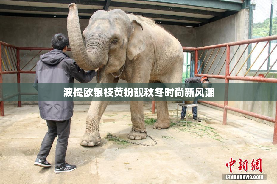 波提欧银枝黄扮靓秋冬时尚新风潮