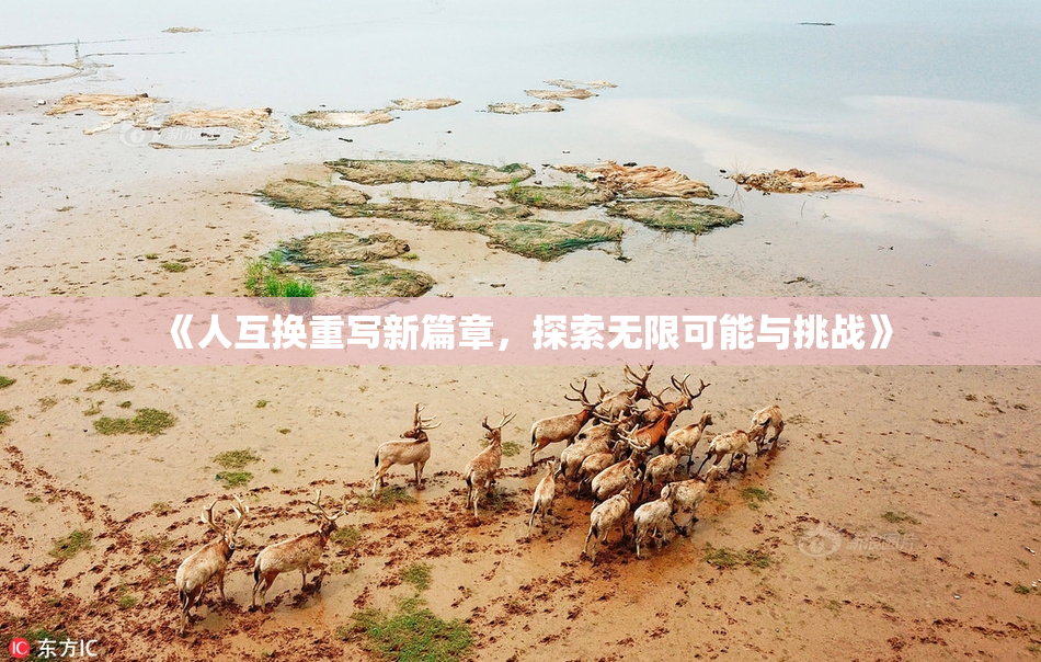 《人互换重写新篇章，探索无限可能与挑战》