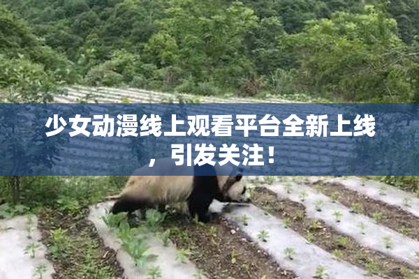 少女动漫线上观看平台全新上线，引发关注！