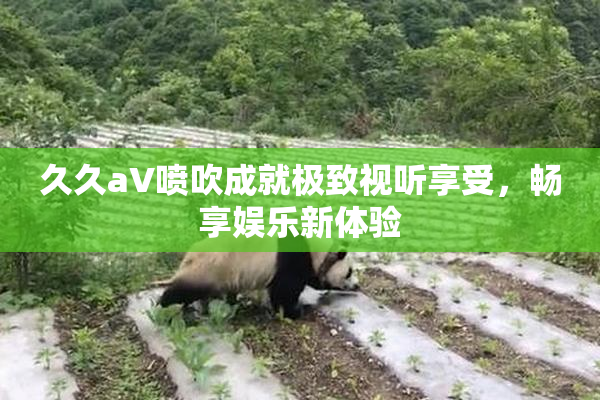 久久aV喷吹成就极致视听享受，畅享娱乐新体验