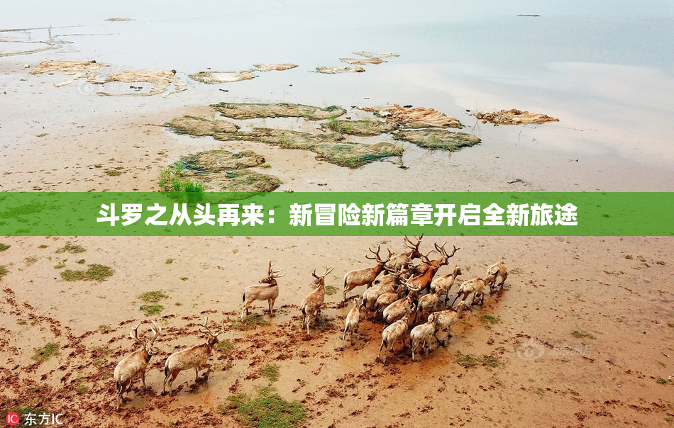 斗罗之从头再来：新冒险新篇章开启全新旅途