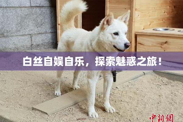 白丝自娱自乐，探索魅惑之旅！