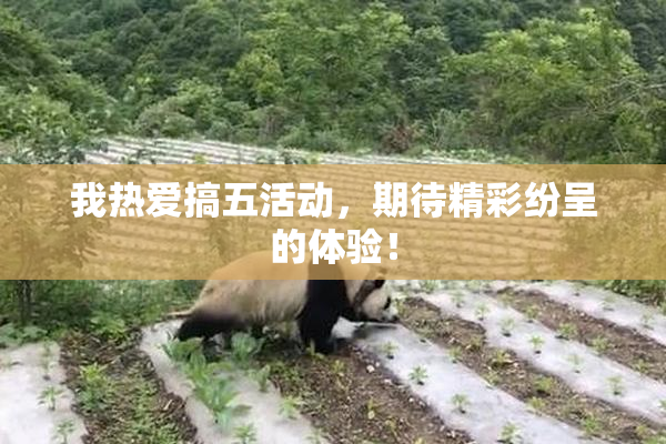 我热爱搞五活动，期待精彩纷呈的体验！