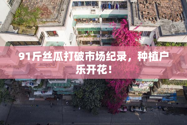 91斤丝瓜打破市场纪录，种植户乐开花！