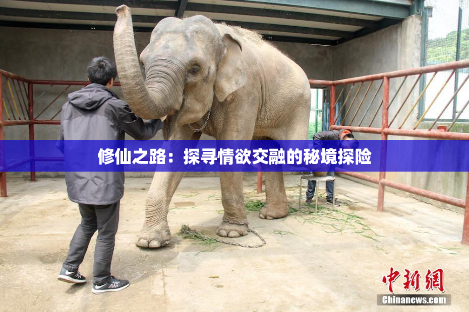 修仙之路：探寻情欲交融的秘境探险