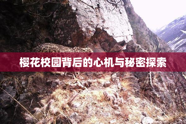 樱花校园背后的心机与秘密探索