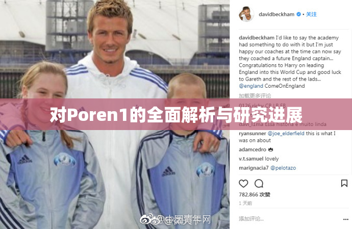 对Poren1的全面解析与研究进展