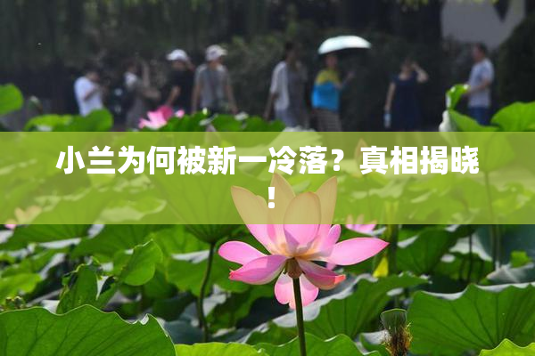 小兰为何被新一冷落？真相揭晓！