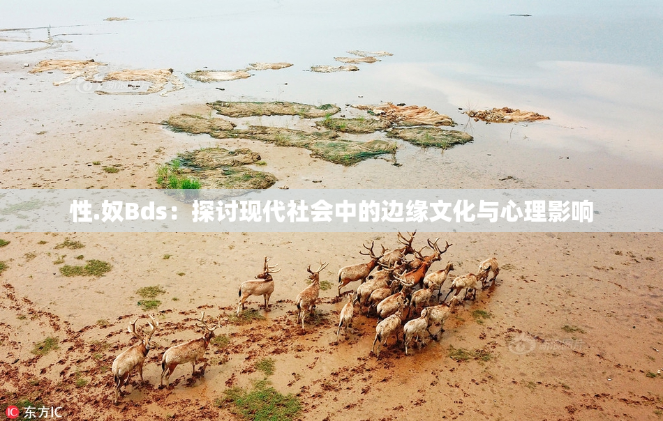性.奴Bds：探讨现代社会中的边缘文化与心理影响