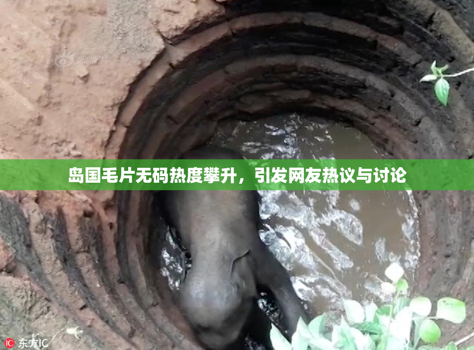 岛国毛片无码热度攀升，引发网友热议与讨论