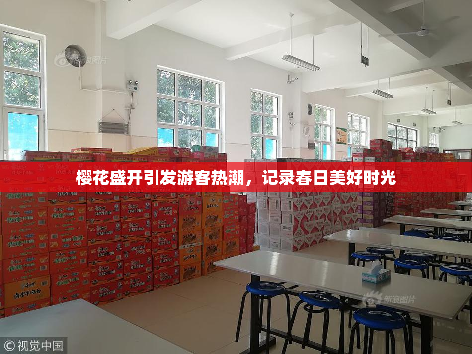 樱花盛开引发游客热潮，记录春日美好时光