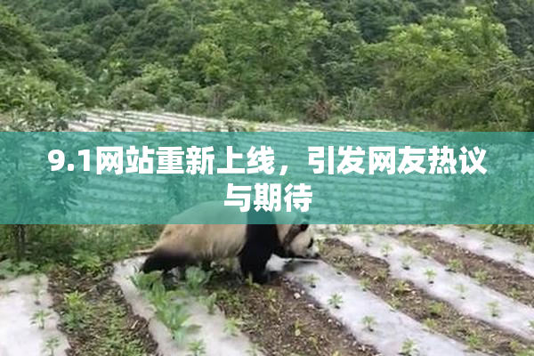 9.1网站重新上线，引发网友热议与期待