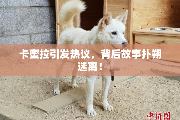 卡蜜拉引发热议，背后故事扑朔迷离！