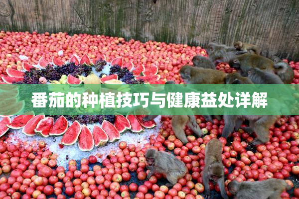 番茄的种植技巧与健康益处详解