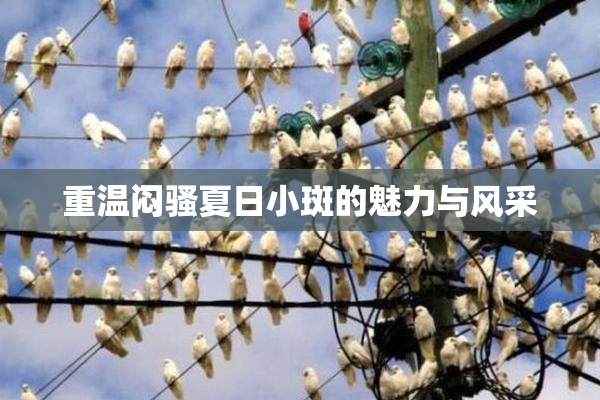 重温闷骚夏日小斑的魅力与风采